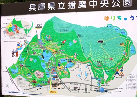 播磨中央公園9.jpg